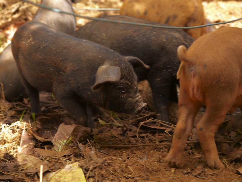 Bolaven Plateau, Pig